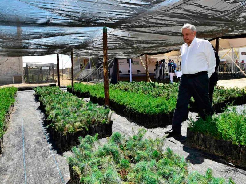 Destaca López Obrador interés de EU en Sembrando Vida