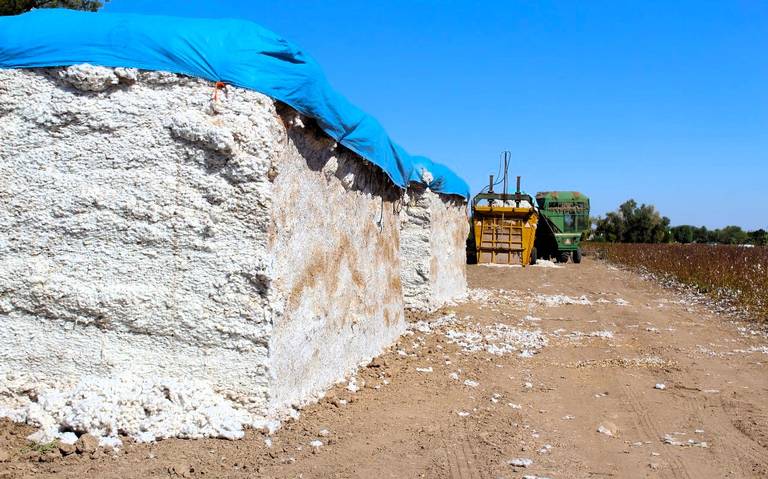 Arranca la cosecha de algodón en el Valle de Mexicali