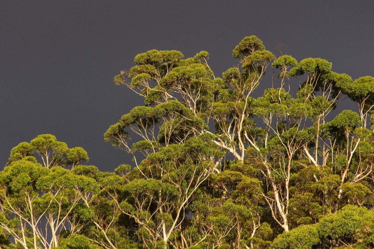 Ecuador aprovecha canje de deuda para preservar la Amazonía