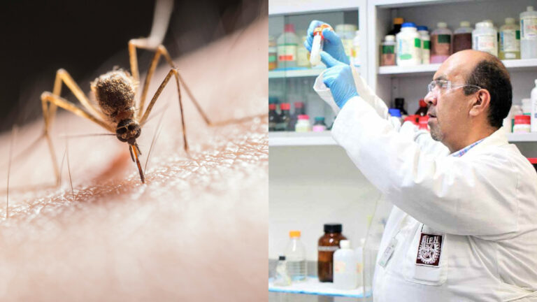 Desarrollan en IPN un bioinsecticida para detener incremento de dengue por lluvias